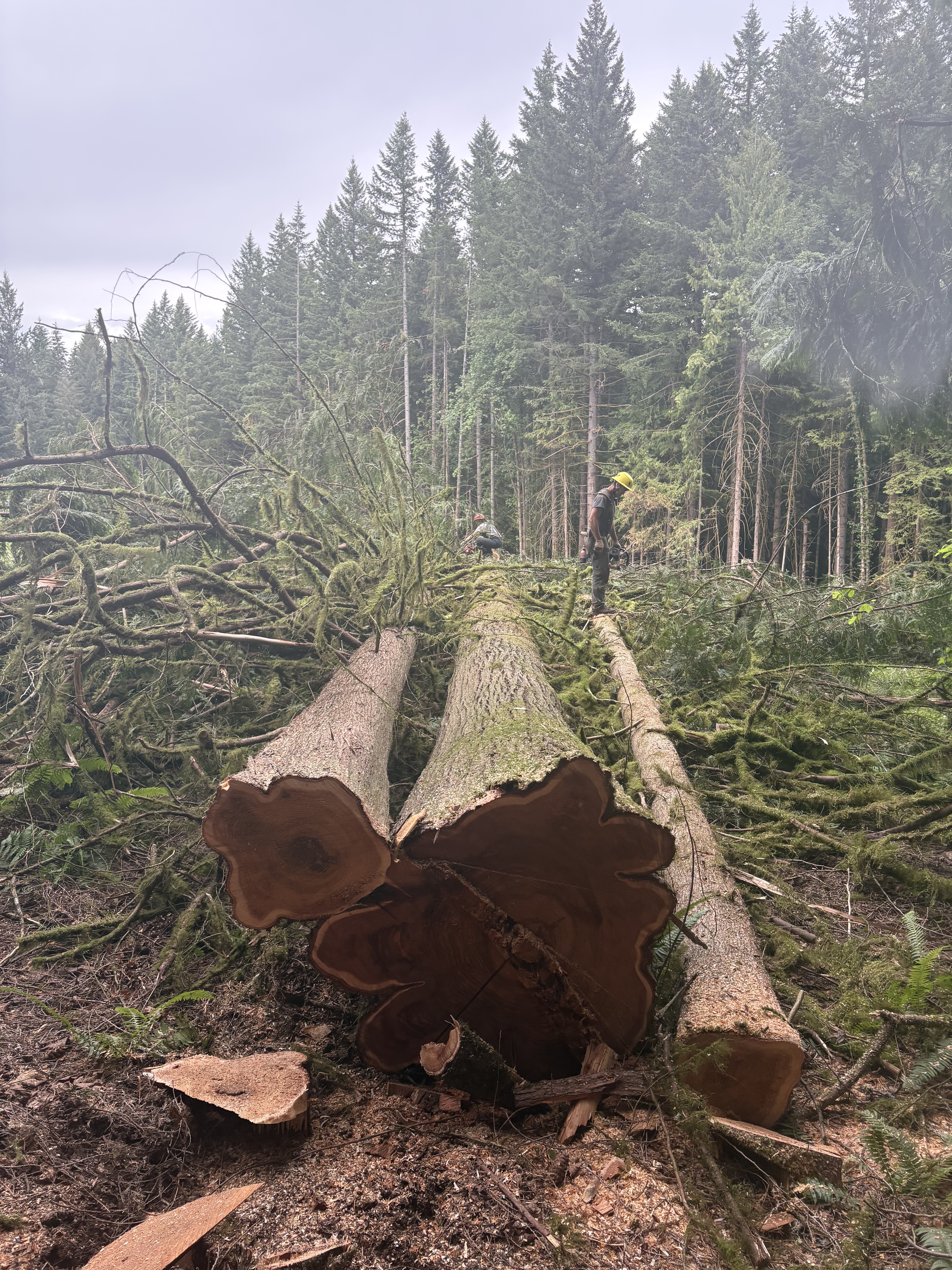 TimberFalling Couple